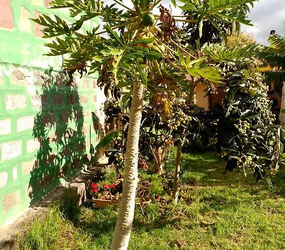 Canaria Piscina Jacuzzi Jardin * Santa Maria de Guia de Gran Canaria