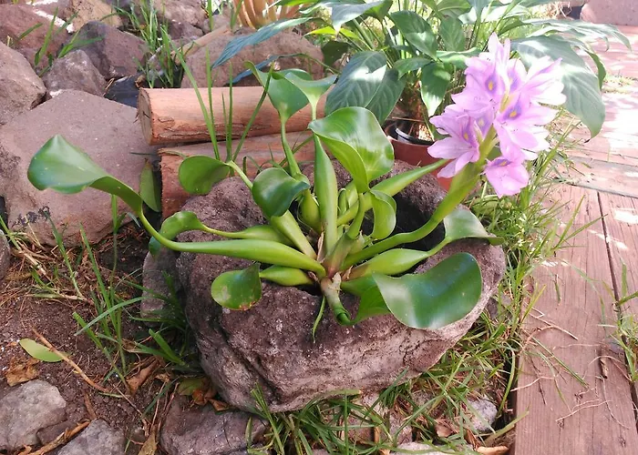 Willa Canaria Piscina Jacuzzi Jardin *