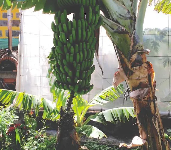 Canaria Piscina Jacuzzi Jardin Willa *