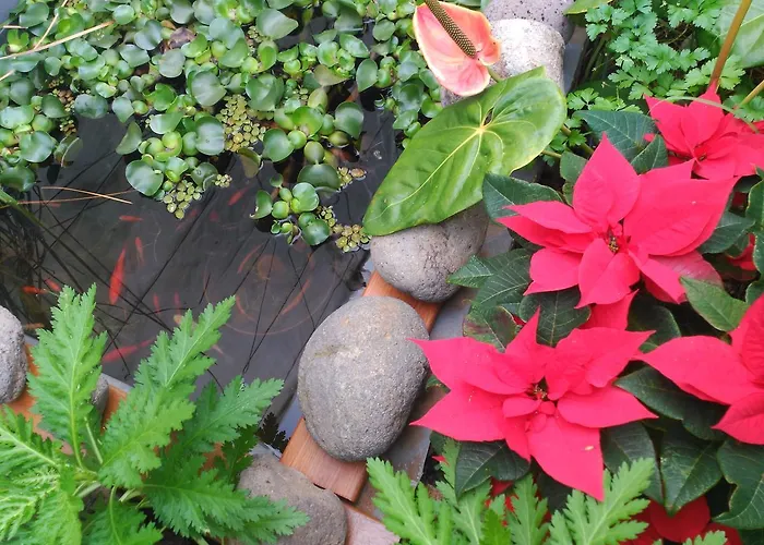 Willa Canaria Piscina Jacuzzi Jardin